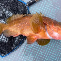 シャローロックフィッシュゲーム！