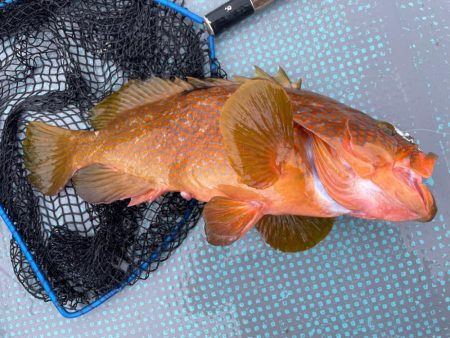 シャローロックフィッシュゲーム！