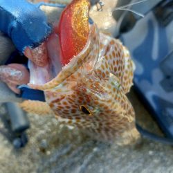 夏はロックフィッシュ！スタビシャッドで狙うオオモンハタ