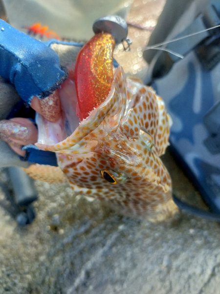 夏はロックフィッシュ！スタビシャッドで狙うオオモンハタ