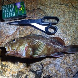 久しぶりの投稿