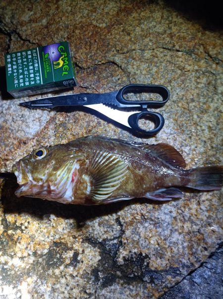 久しぶりの投稿