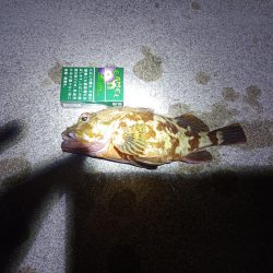 久しぶりの投稿