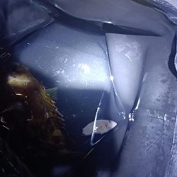 久しぶりの投稿