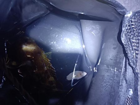 久しぶりの投稿