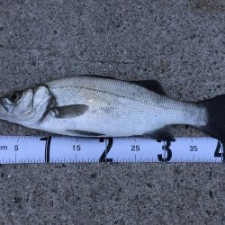 初めての泳がせ釣り