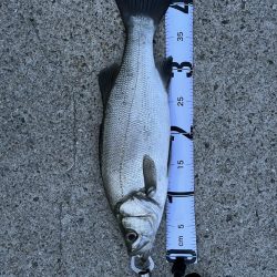 初めての泳がせ釣り