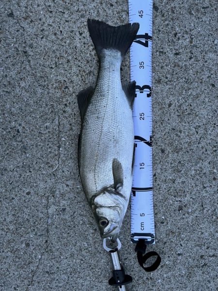 初めての泳がせ釣り