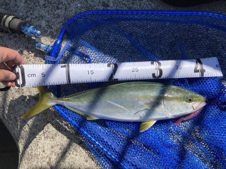 1バイト1キャッチ