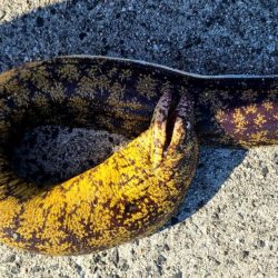 和歌山 御坊の堤防でウツボ釣り