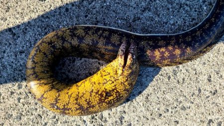 和歌山 御坊の堤防でウツボ釣り