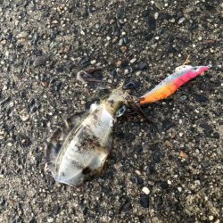 朝マヅメエギング