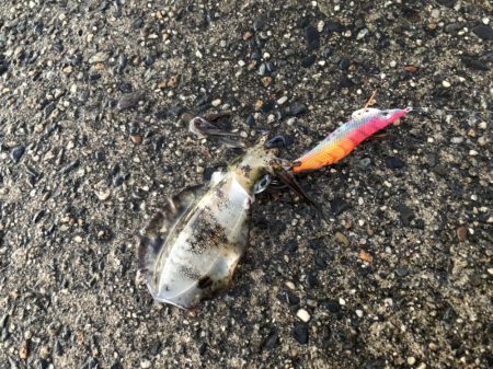 朝マヅメエギング