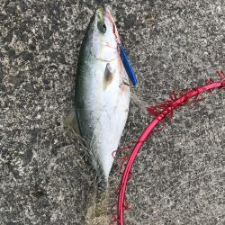 魚種豊富