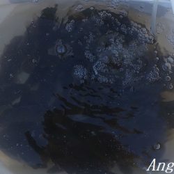 カワハギ入れ食い!午前中だけで43匹。