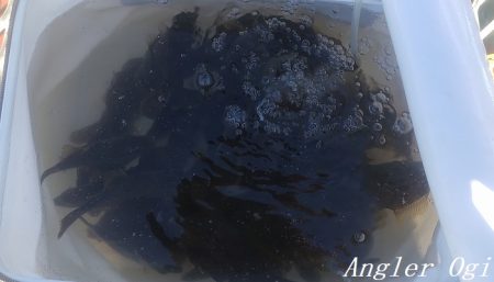 カワハギ入れ食い!午前中だけで43匹。