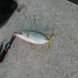 やっと青物釣れ始めました