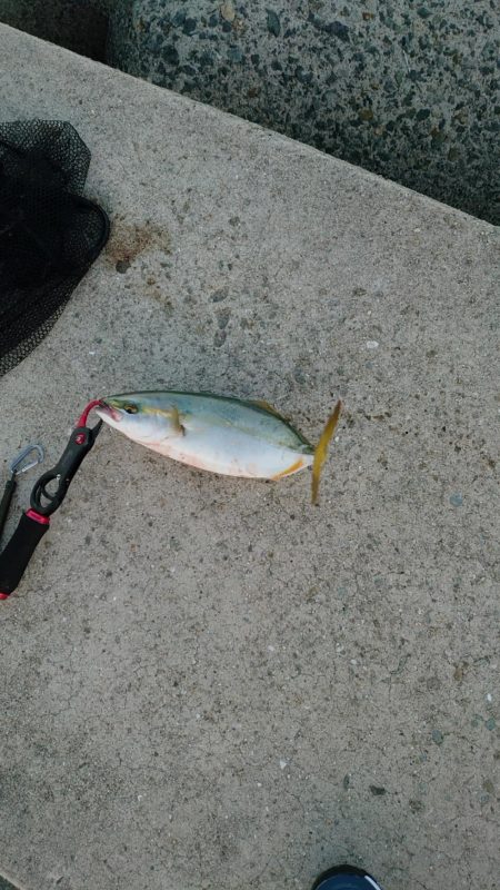 やっと青物釣れ始めました