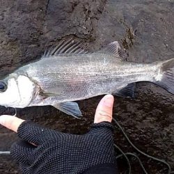 ネリゴ 釣れてます。