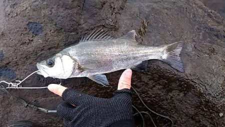 ネリゴ 釣れてます。