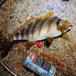 タチウオ開幕？調査のはずが