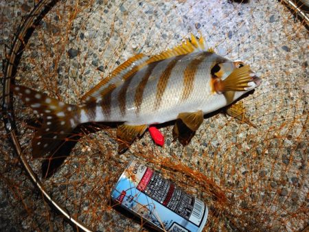 タチウオ開幕？調査のはずが