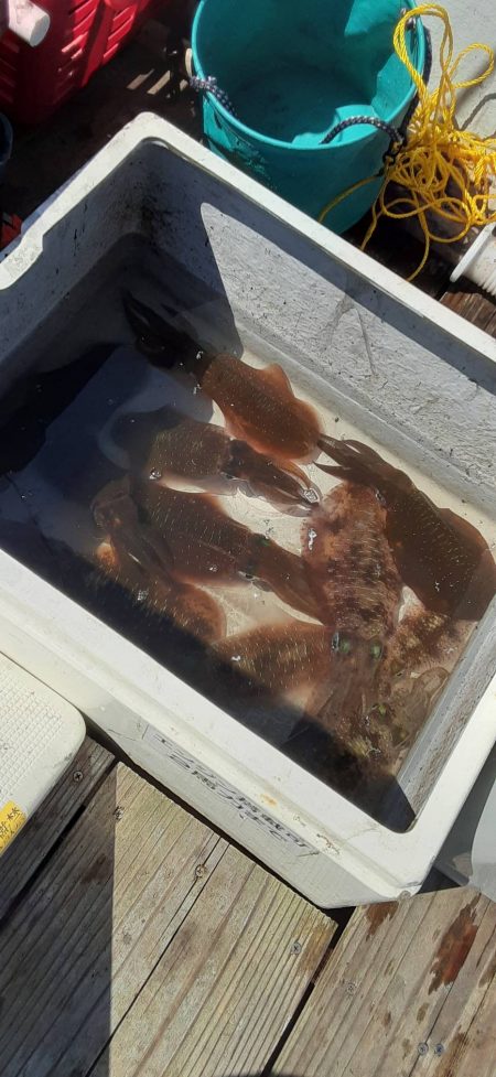 成長したアオリイカ