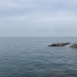 初デイ　アオリイカ