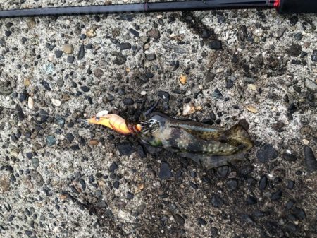 朝マヅメエギング