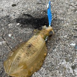 秋イカ釣り