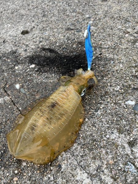秋イカ釣り