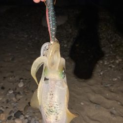 サーフエギング