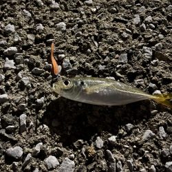 サバゲー時々豆アジング