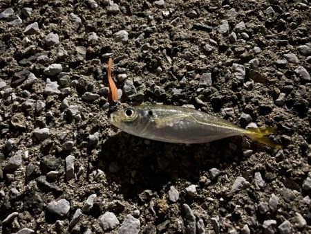 サバゲー時々豆アジング