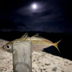 久しぶりの釣り