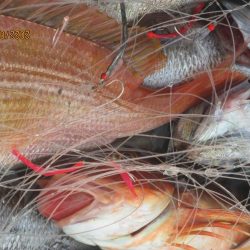 黒ムツ、花鯛、ホウボウ