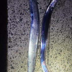 タチウオ開幕！