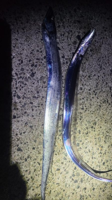 タチウオ開幕！