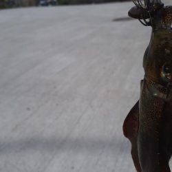 エギング&ハギング