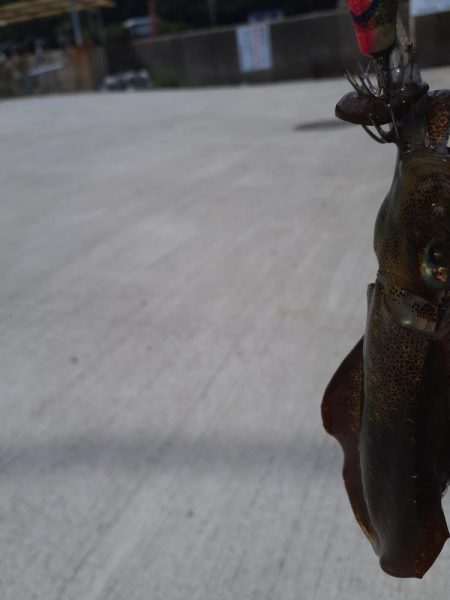 エギング&ハギング