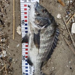 初めて釣れました