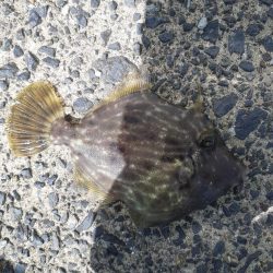 カワハギリベンジ