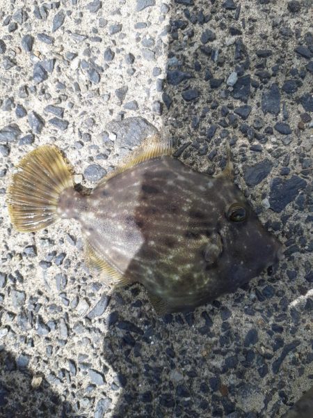 カワハギリベンジ