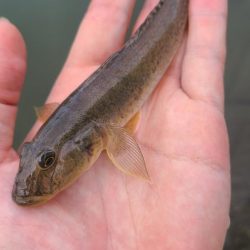 まったりハゼ釣り