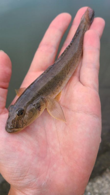 まったりハゼ釣り