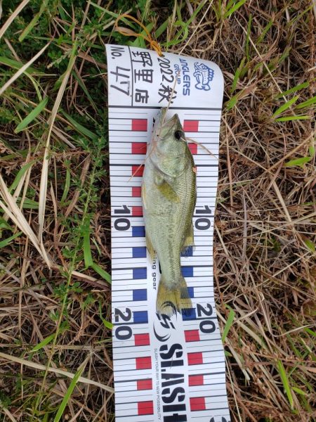 野池で小バス釣り