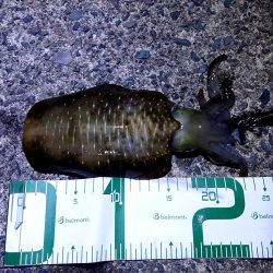 楽しめた日曜日