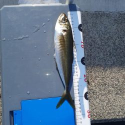 尺アジリベンジ