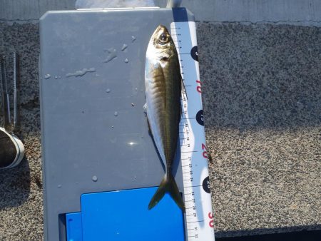 尺アジリベンジ