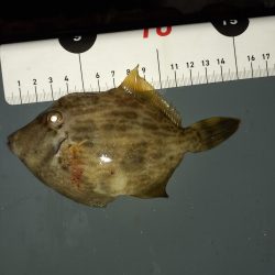 尺アジリベンジ成功